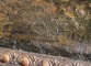 Антикварная французская картина-пейзаж код. RM4166746 фото 3